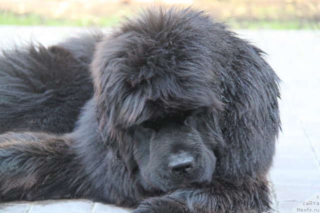 Фотография № 95098