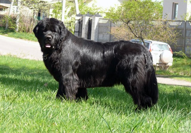 Фото: ньюфаундленд Донатс Прайд Авард ту Вин (Donats Pride Award to Wins)