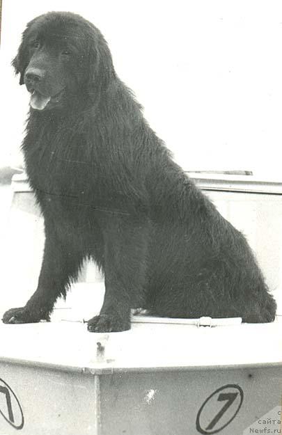 Фото: ньюфаундленд Барри Батыр