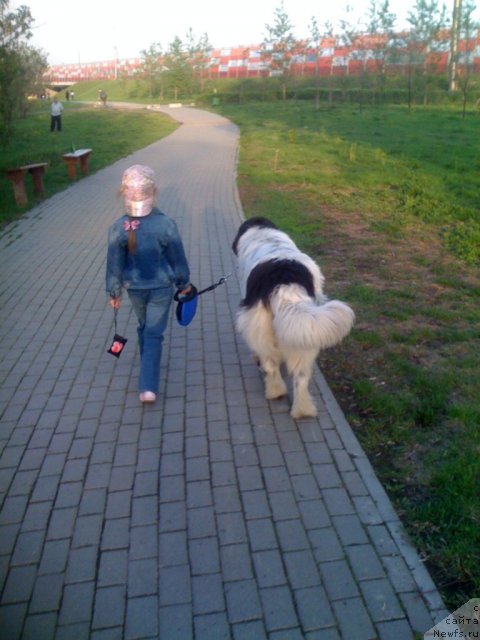 Фото: ньюфаундленд Fenix du Puy de Vendegre