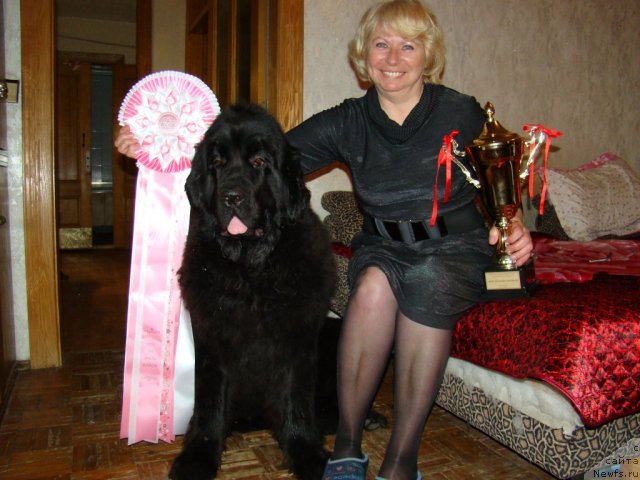 Фото: ньюфаундленд Сент Джонс Харебелл (Sent Djons Harebell), Ирина Григорьева