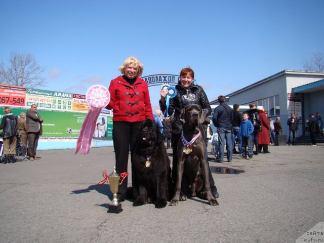 Фото: ньюфаундленд Сент Джонс Харебелл (Sent Djons Harebell)