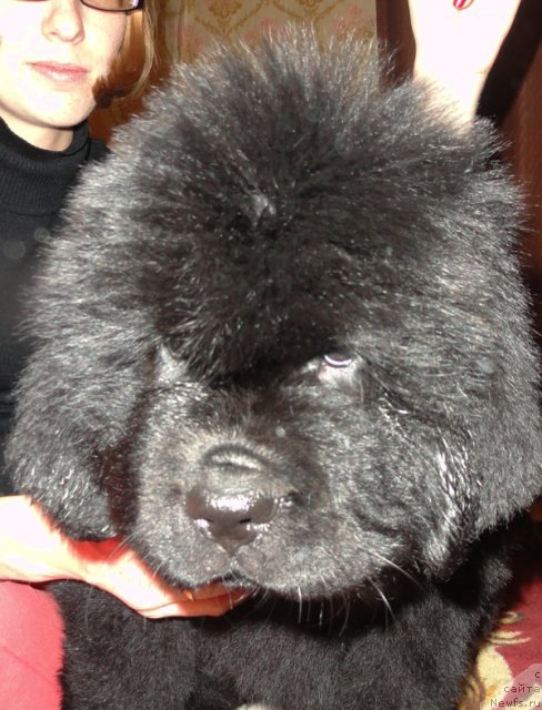 Фото: Бегущая по волнам ФОГЕТ МИ НОТ