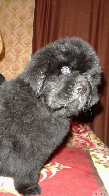 Фото: Бегущая по волнам Фогет Ми Нот