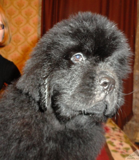 Фото: Бегущая по волнам Фогет Ми Нот