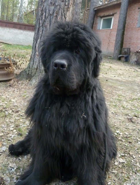 Фото: ньюфаундленд Супер Премиум Деми Мур