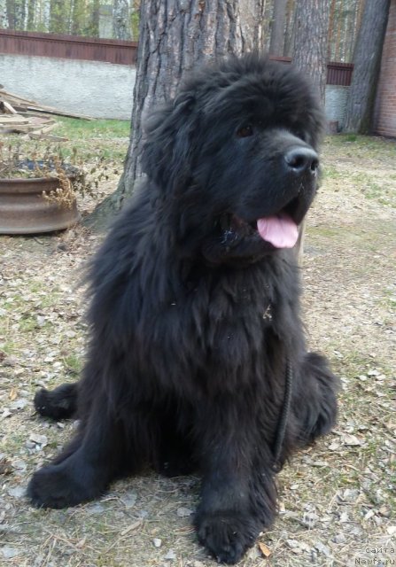 Фото: ньюфаундленд Супер Премиум Деми Мур