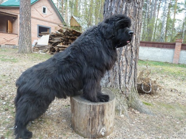 Фото: ньюфаундленд Супер Премиум Деми Мур