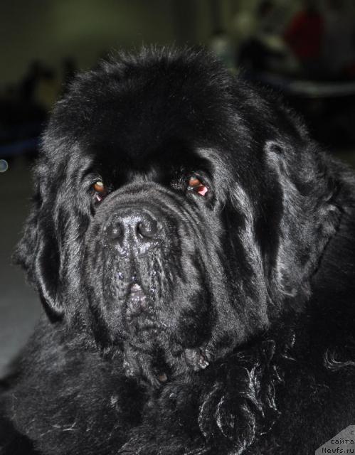 Фото: ньюфаундленд King of Helluland Viking