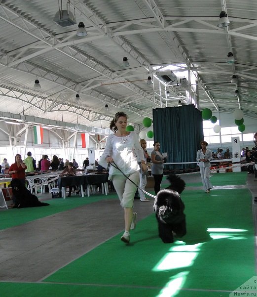 Фото: ньюфаундленд Лексус Гренд Босс (Lexus Grend Boss), Кристина Колодная, Г.Калиниченко