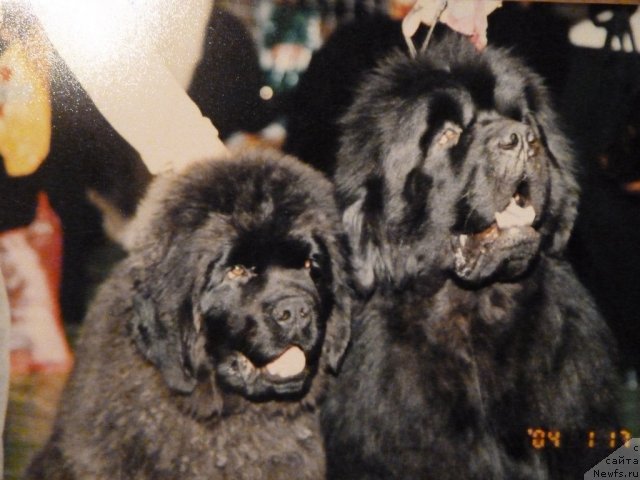 Фото: ньюфаундленд King Sibiria von Aiching, ньюфаундленд Доджер от Сибирского Медведя (Dodger ot Sibirskogo Medvedja)