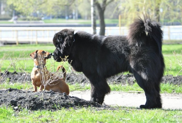 Фото: ньюфаундленд Бегущая по Волнам Зурбаган (Beguschaya po Volnam Zurbagan)