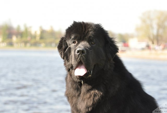 Фото: ньюфаундленд Бегущая по Волнам Зурбаган (Beguschaya po Volnam Zurbagan)