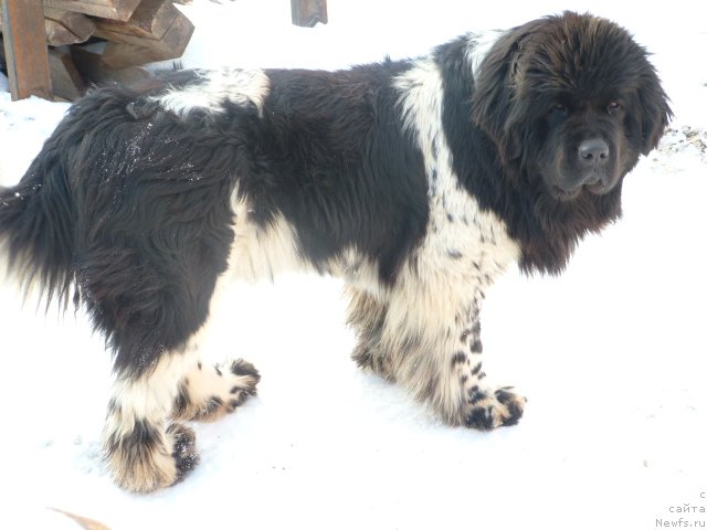 Фотография № 95169