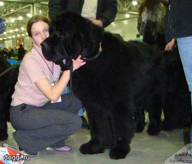 Фото: ньюфаундленд King of Helluland Valmont, Анастасия Мищенко