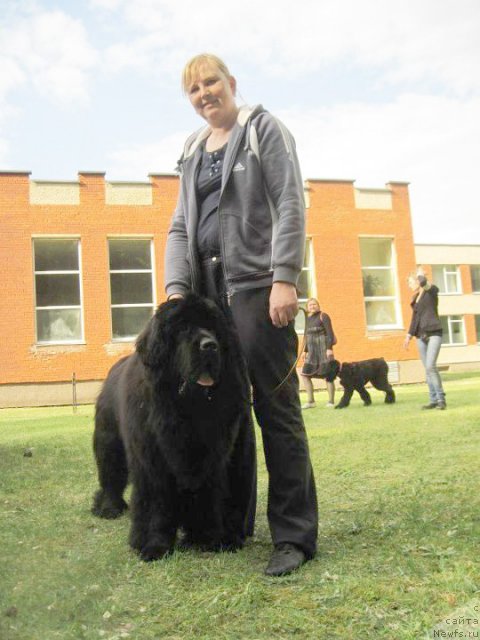 Фото: ньюфаундленд Бегущая по Волнам Зум Зум (Begushaya Po Volnam Zoom Zoom)