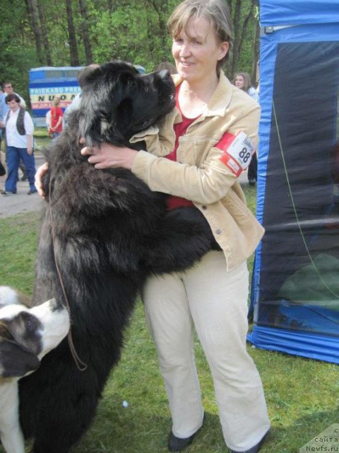 Фото: ньюфаундленд Бегущая по Волнам Зум Зум (Begushaya Po Volnam Zoom Zoom)