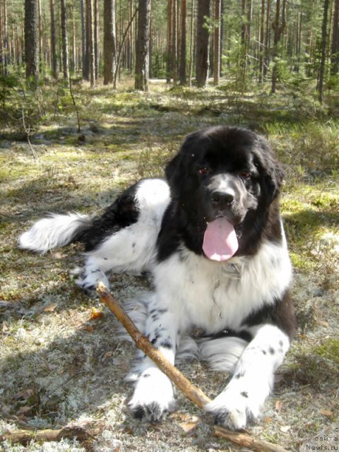 Фото: ньюфаундленд Питерньюф И Дид Ит Агаин (Piternyuf I Did It Again)