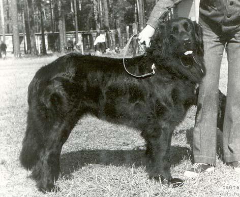 Фото: ньюфаундленд Ал Гуна