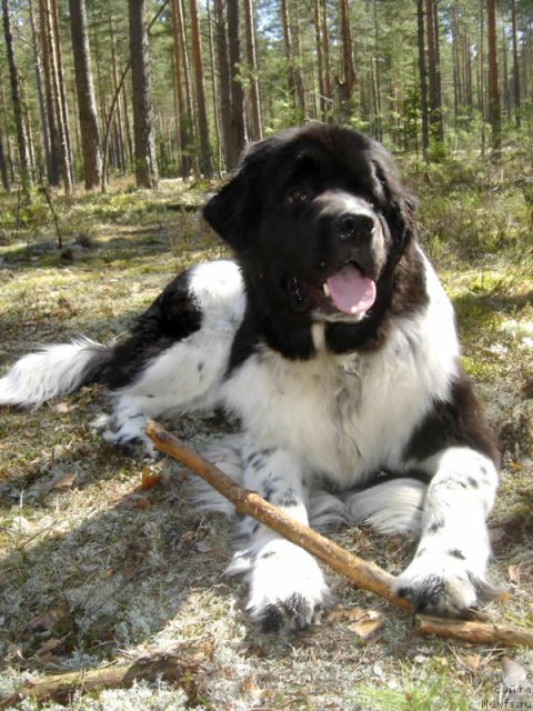 Фото: ньюфаундленд Питерньюф И Дид Ит Агаин (Piternyuf I Did It Again)