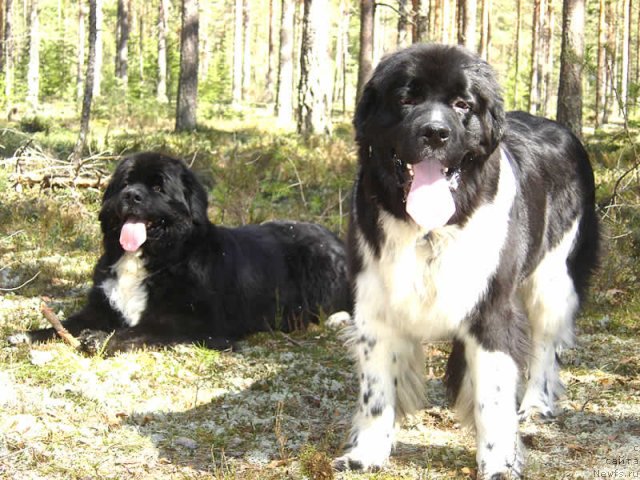 Фото: ньюфаундленд Bartez Beliy, ньюфаундленд Питерньюф И Дид Ит Агаин (Piternyuf I Did It Again)