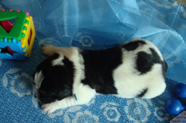 Фото: Щенки, ньюфаундленд Маг Исполин Инфанта (Mag Ispolin Infanta), ньюфаундленд Threeponds Right Way