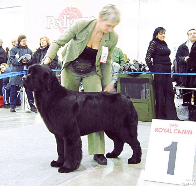 Фото: ньюфаундленд Джентли Бон из Медвежьего Яра
