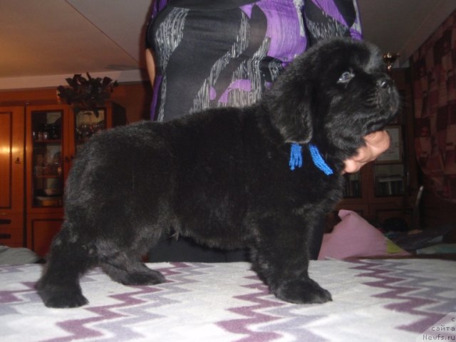 Фото: сын, ньюфаундленд Ефросинья из Царства Медведей