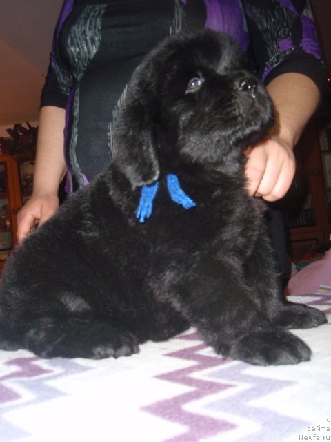 Фото: сын, ньюфаундленд Ефросинья из Царства Медведей