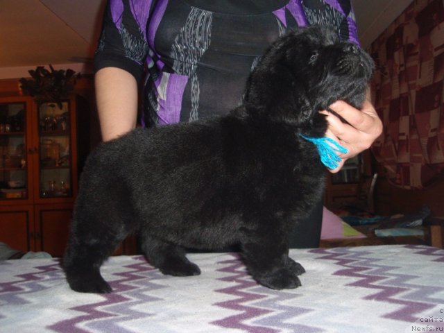 Фото: сын, ньюфаундленд Ефросинья из Царства Медведей