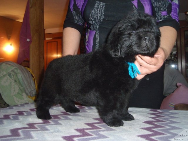 Фото: сын, ньюфаундленд Ефросинья из Царства Медведей