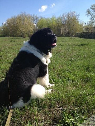 Фотография № 95267