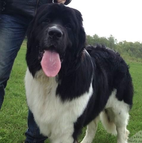 Фотография № 95272