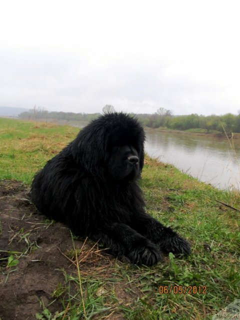 Фото: ньюфаундленд Их Высочество Владлена Маджикс