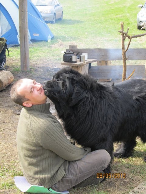 Фото: ньюфаундленд Их Высочество Владлена Маджикс