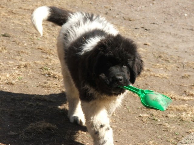 Фото: ньюфаундленд Плюшевая Панда Фереро-Рошер (Plushevaya Panda Ferero-Rocher)