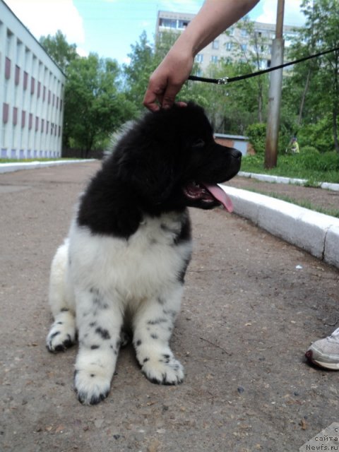 Фото: ньюфаундленд Плюшевая Панда Ферреро Ронд Нуар (Plushevaya Panda Ferrero Rond Noir)