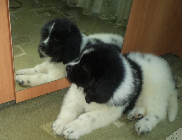 Фото: ньюфаундленд Питерньюф Хубба-Бубба