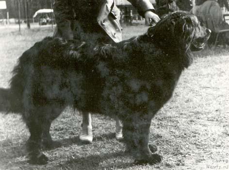 Фото: ньюфаундленд Луф Лори