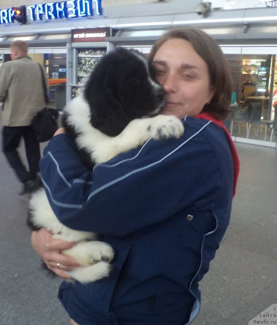 Фото: ньюфаундленд Питерньюф Хубба-Бубба, Ксения Семикова