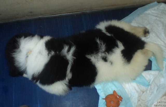 Фото: ньюфаундленд Питерньюф Хубба-Бубба