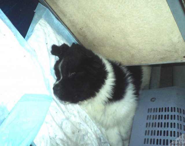 Фото: ньюфаундленд Питерньюф Хубба-Бубба