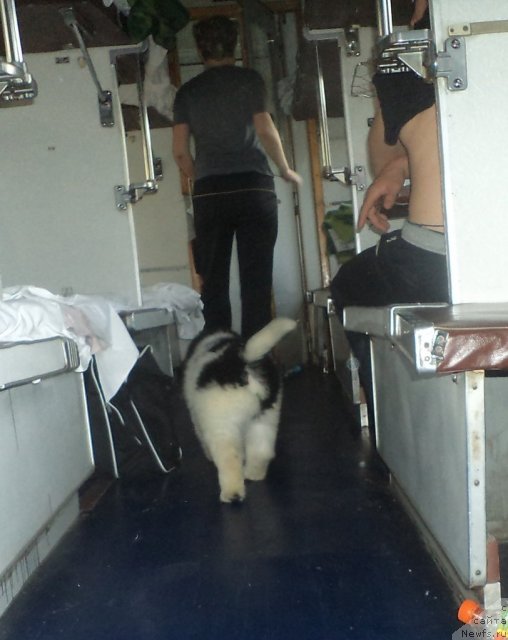 Фото: ньюфаундленд Питерньюф Хубба-Бубба