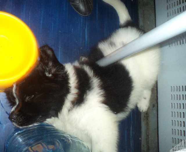 Фото: ньюфаундленд Питерньюф Хубба-Бубба