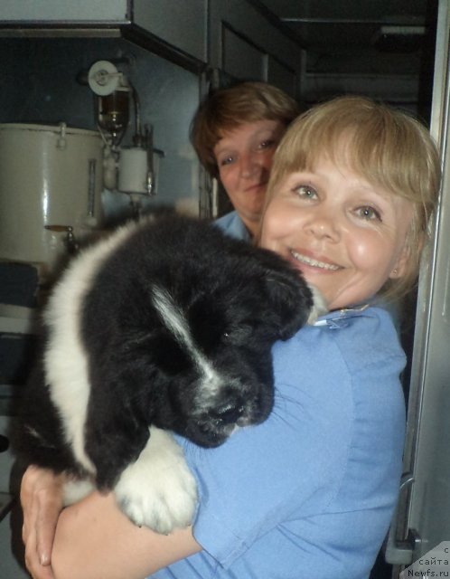 Фото: ньюфаундленд Питерньюф Хубба-Бубба