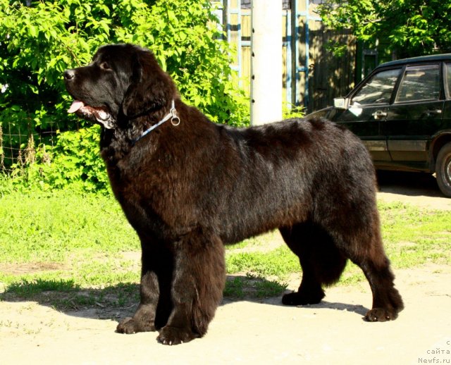 Фото: ньюфаундленд Звездный Дар Афродита (Zvezdnij Dar Afrodita)