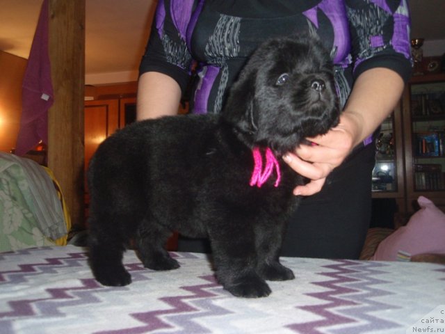 Фото: дочь, ньюфаундленд Ефросинья из Царства Медведей