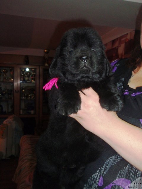 Фото: дочь, ньюфаундленд King of Helluland I'm Precious