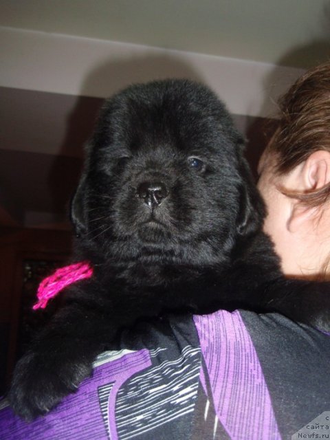 Фото: дочь, ньюфаундленд Ефросинья из Царства Медведей