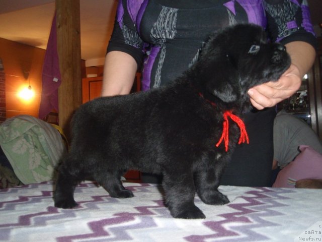 Фото: дочь, ньюфаундленд Ефросинья из Царства Медведей